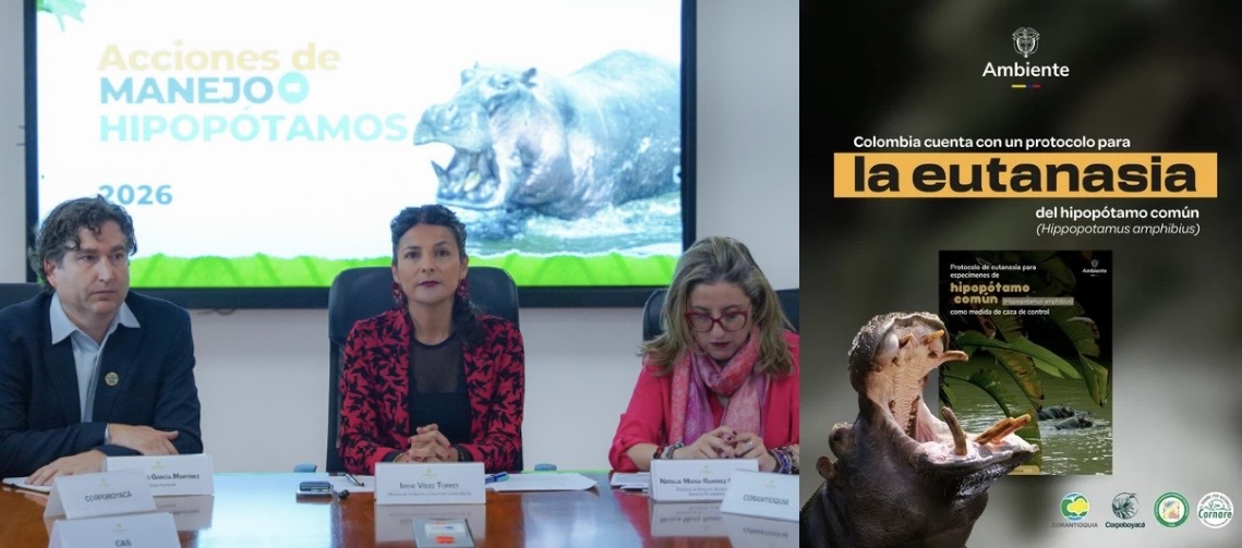 Colombia ejecutará plan de choque contra hipopótamos: 80 ejemplares recibirán eutanasia ante falta de traslados internacionales