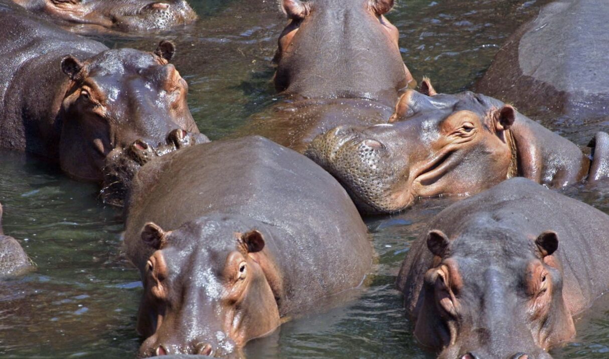 Niegan tutelas que buscaban frenar la aplicación de eutanasia a hipopótamos en Colombia