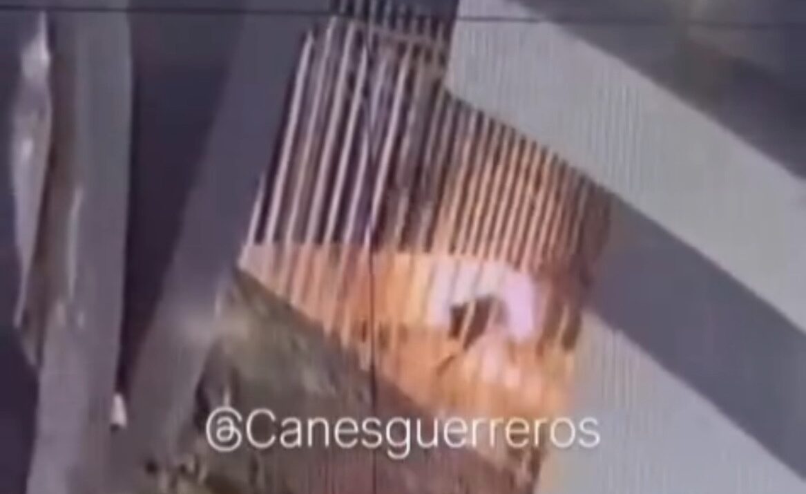 Perro habría sido quemado con gasolina dentro de una vivienda en la ciudad de Santa Marta