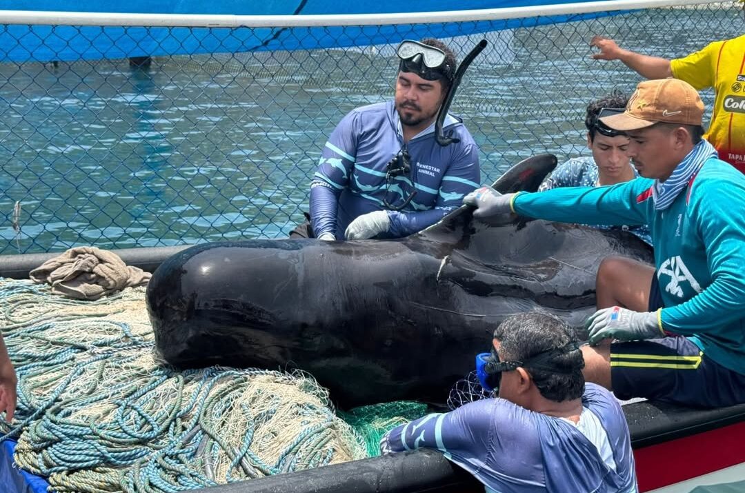 Esfuerzos científicos no bastaron para salvar a la ballena piloto que encalló en Tasajera