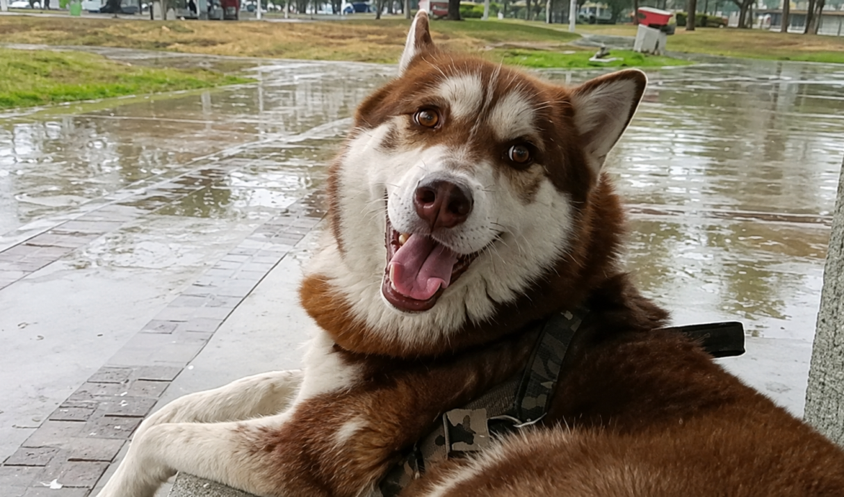 ‘Lucas’ el husky siberiano que recibirá pensión de manutención tras el divorcio de sus dueños en Tabasco, México